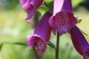 Roter Fingerhut - Digitalis purpurea * 1616 x 1077 * (383KB)